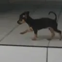 Stika