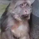 Çıkartma