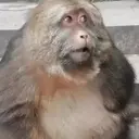 Çıkartma