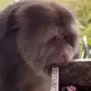 Çıkartma