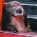 Çıkartma