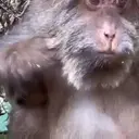 Çıkartma