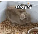 ملصق