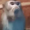 ملصق