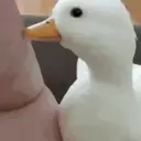Samolepka