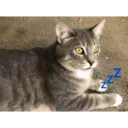 สติกเกอร์