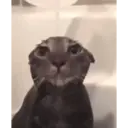 Կպչուն պիտակ