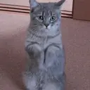 Stika