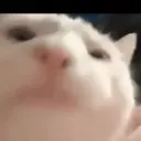 Stika