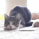 Կպչուն պիտակ