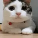 Կպչուն պիտակ