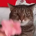 Կպչուն պիտակ