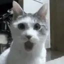 Կպչուն պիտակ