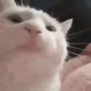 Կպչուն պիտակ