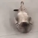 Կպչուն պիտակ