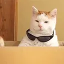 Կպչուն պիտակ