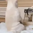 Figurinha