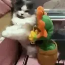 Figurinha