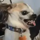 স্টিকার