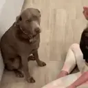 ස්ටිකර්