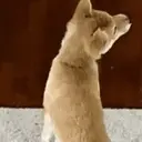 ස්ටිකර්