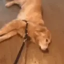 ස්ටිකර්