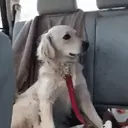 ස්ටිකර්