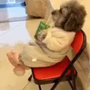 ملصق
