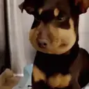 ملصق