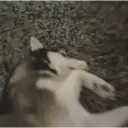 ملصق