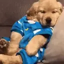 ملصق