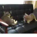 ස්ටිකර්