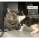 ස්ටිකර්