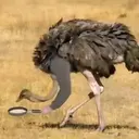 Կպչուն պիտակ