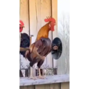 Կպչուն պիտակ