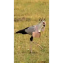 ਸਟਿਕਰ