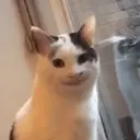 贴纸