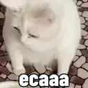 贴纸