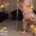 స్టికర్