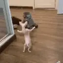 ملصق
