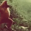 ملصق