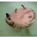 ملصق