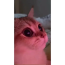 স্টিকার