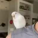 贴纸