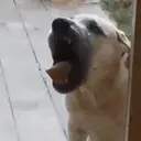 贴纸