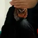 贴纸