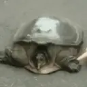 贴纸