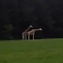 贴纸