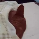 স্টিকার