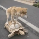 贴纸